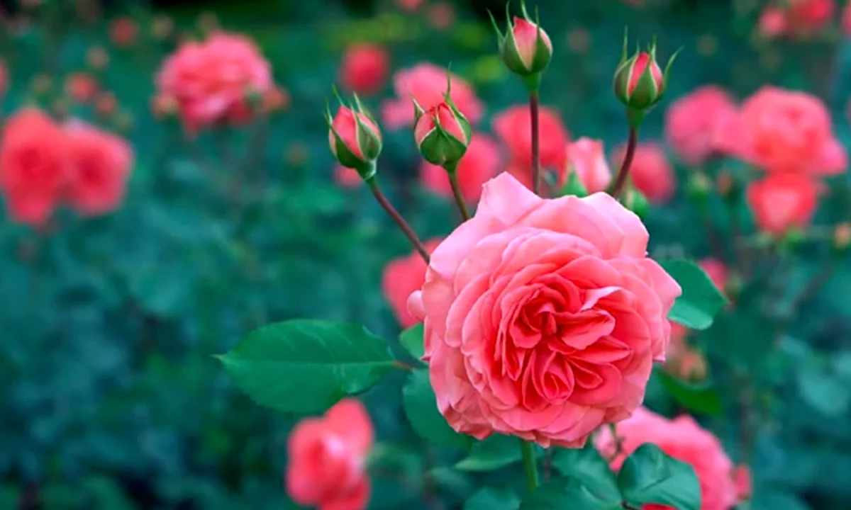 Flowers